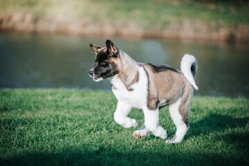 American akita cute puppy outside in the beautiful park. Akita litter in kennel photoshoot.	