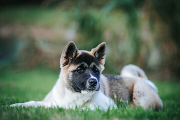 American akita cute puppy outside in the beautiful park. Akita litter in kennel photoshoot.	