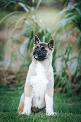 American akita cute puppy outside in the beautiful park. Akita litter in kennel photoshoot.	