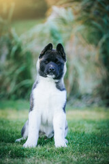 American akita cute puppy outside in the beautiful park. Akita litter in kennel photoshoot.