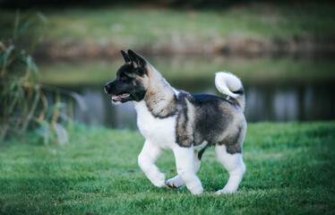 American akita cute puppy outside in the beautiful park. Akita litter in kennel photoshoot.	