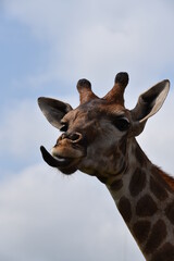 Giraffe streckt Zunge heraus