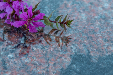 purple garden flower on polished granite table