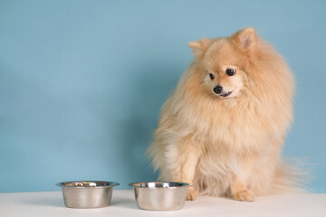 Feeding of pet, beautiful little breed, small puppy Pomeranian Spitz dog. Healthy doggy is looking at two bowls with food, dry feed and water on blue background and going to eat