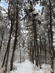 forest in winter