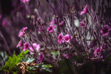 Fototapeta premium Giant Herb-Robert