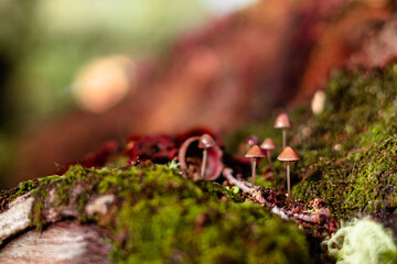moss on the tree