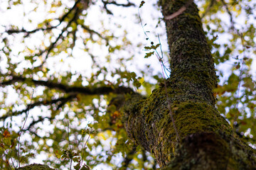 woodpecker on a tree