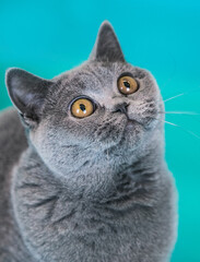 British shorthair cat posing in blue studio background.