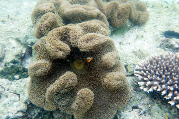 View of a clownfish in anemone