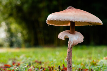 mushroom in the forest