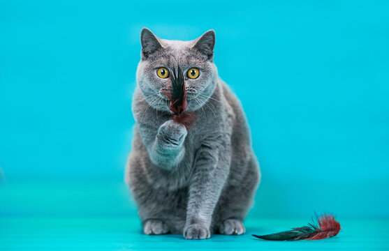 British Shorthair Cat Posing In Blue Studio Background.	
