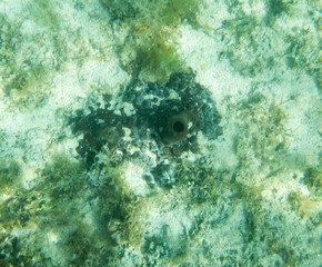 A view of sea ​​sponges in the lagoon