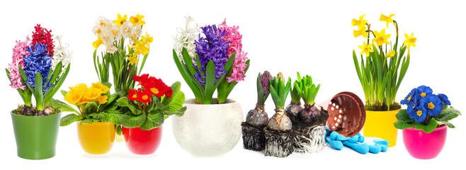 Long banner. Spring fowers hyacinth narcissus primroses white background