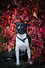 American staffordshire terrier dog posing outside in beautiful autumn. Red flowers around.