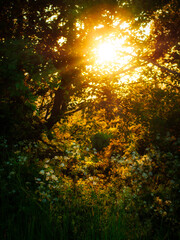 Sunset through the trees