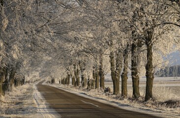 Winter in the Podlasian Lowland, linden alley, Podlasie, Poland