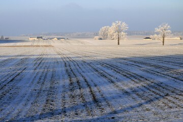 Winter in the Podlasian Lowland, Podlasie, Poland