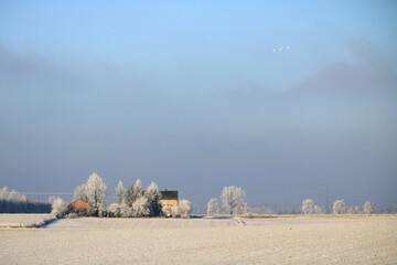 Winter in the Podlasian Lowland, landscape with flying swans, Podlasie, Poland