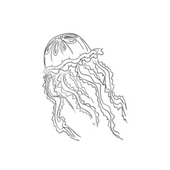 Naklejka premium Vector image of a marine life. Jellyfish isolated on white background