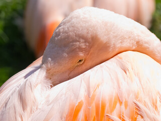 Fototapeta premium Flamingo