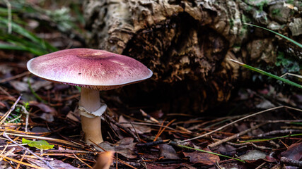 Imágenes del bosque con setas 