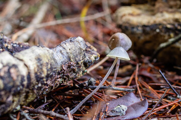 Imágenes del bosque con setas 