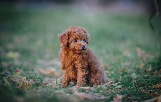 Gold poodle puppy cheap