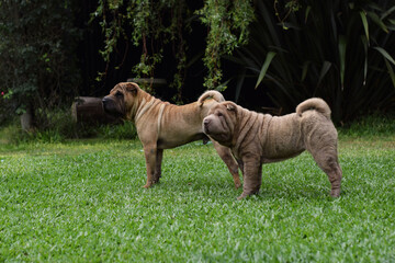 perros animal pareja reproduccion shar pei compañeros