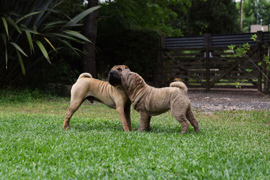 perros animal pareja reproduccion shar pei compa&ntilde;eros juegos 
