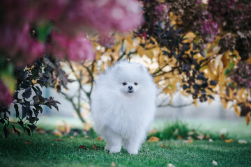 Pomeranian dog posing outside. Beautiful fluffy dog in the park	
