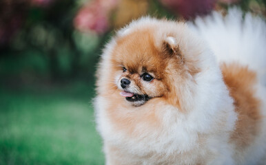 adorable, animal, baby, background, beautiful, breed, brown, canine, champion, cute, dog, domestic, face, female, fluffy, fun, funny, fur, grass, green, happy, image, little, looking, mammal, model, n