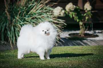 adorable, animal, baby, background, beautiful, breed, brown, canine, champion, cute, dog, domestic, face, female, fluffy, fun, funny, fur, grass, green, happy, image, little, looking, mammal, model, n