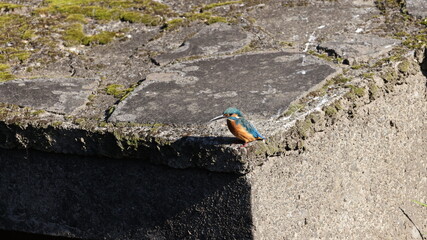 野鳥の宝石と言われているカワセミの写真