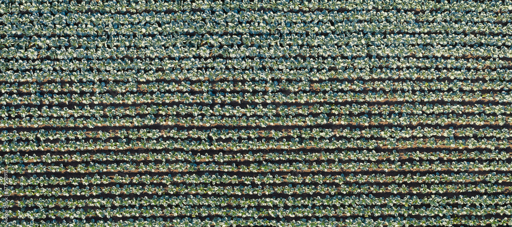 Aufkleber Aerial view of a rows of cabbage in an agricultural field	