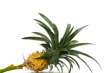 Ananas am Stil freigestellt auf weißen Hintergrund