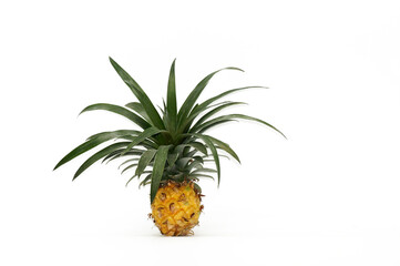 Ananas am Stil freigestellt auf weißen Hintergrund