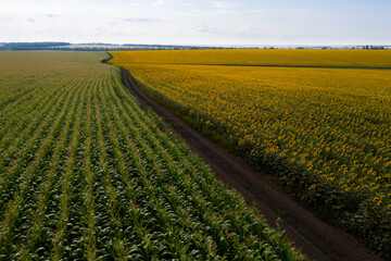 Road between sunflower and corn fields. Aerial view	