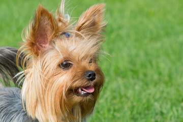 Portrait of a dog breed Yorkshire Terrier, on a background of green lawn. - obrazy, fototapety, plakaty