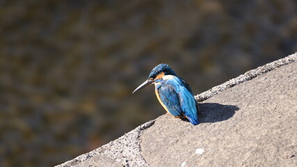 餌を探して水面を見つめているカワセミの写真