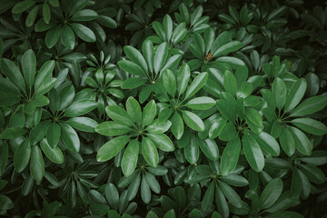 Fototapeta na wymiar Natural background of green leaves