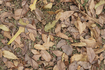 Dry autumn leaves on floor background 