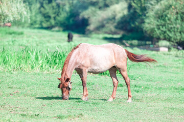 Red mare grazing in the spring . Idyllic scenery with Horse on the pasture