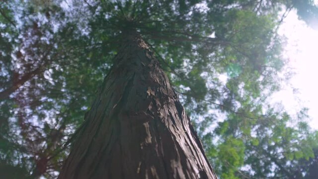 Hinoki cypress forest in the mountain