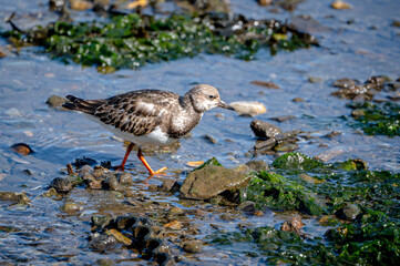 Ruddy turnstone, arenaria interpres, wading bird at low tide in Brixham, Devon