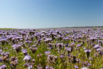 honey plants for obtaining a large amount of honey