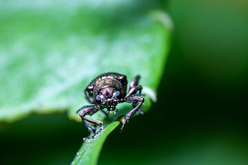 Brown Bug Standing on the Top of Green Leaf With Defocus Green Background