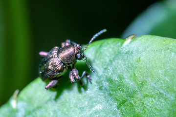 Brown Bug Standing on the Top of Green Leaf With Defocus Green Background