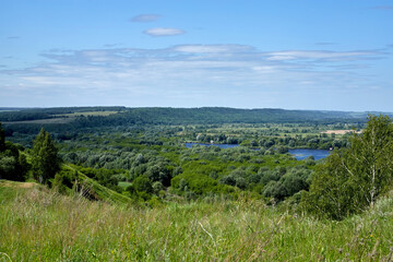 Birches grow on a hill. Sunny summer day.