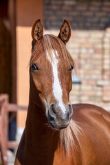 portrait of a horse